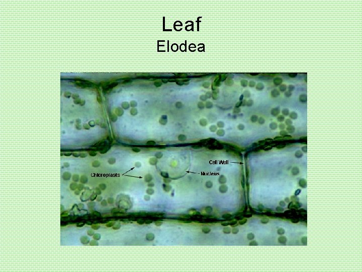 Leaf Elodea 