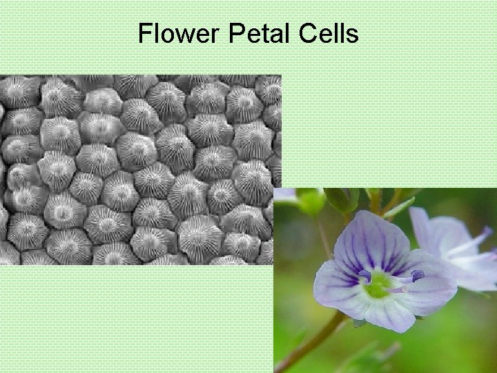 Flower Petal Cells 