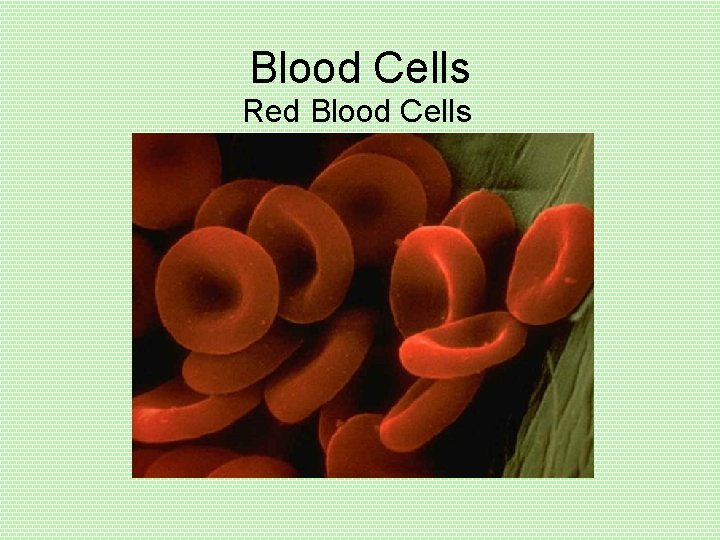 Blood Cells Red Blood Cells 