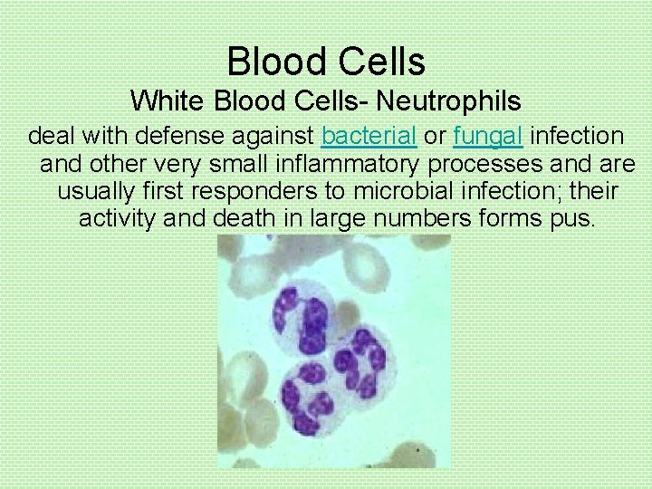 Blood Cells White Blood Cells- Neutrophils deal with defense against bacterial or fungal infection