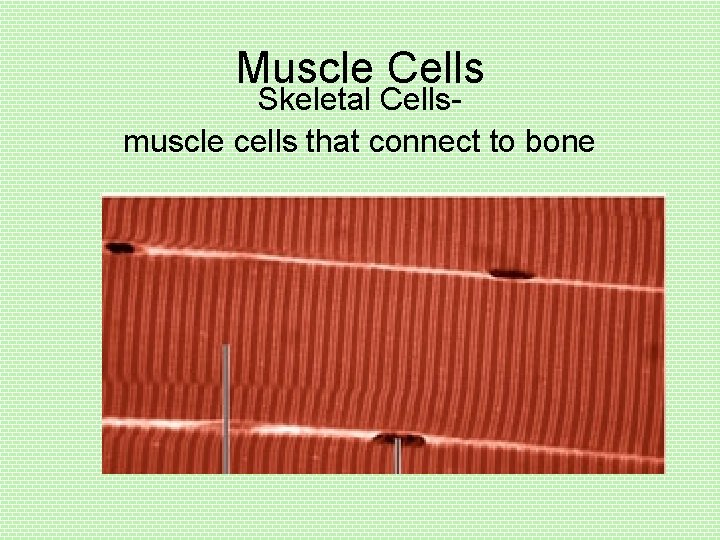 Muscle Cells Skeletal Cellsmuscle cells that connect to bone 