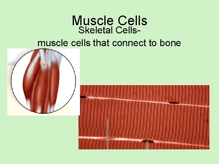 Muscle Cells Skeletal Cellsmuscle cells that connect to bone 