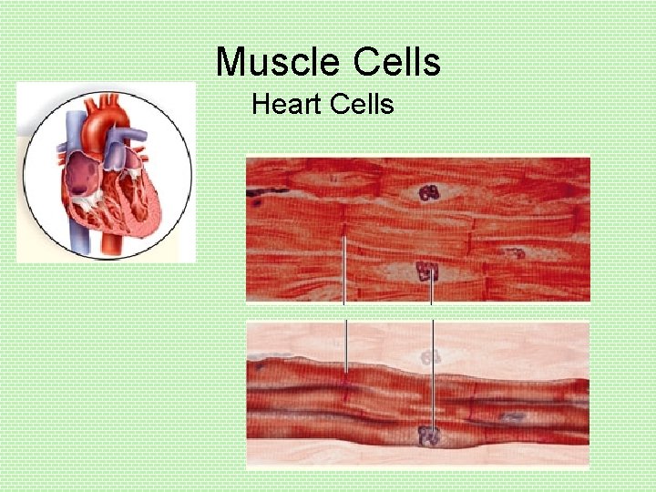 Muscle Cells Heart Cells 