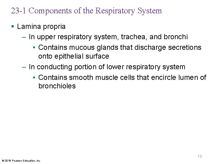 23 -1 Components of the Respiratory System § Lamina propria – In upper respiratory