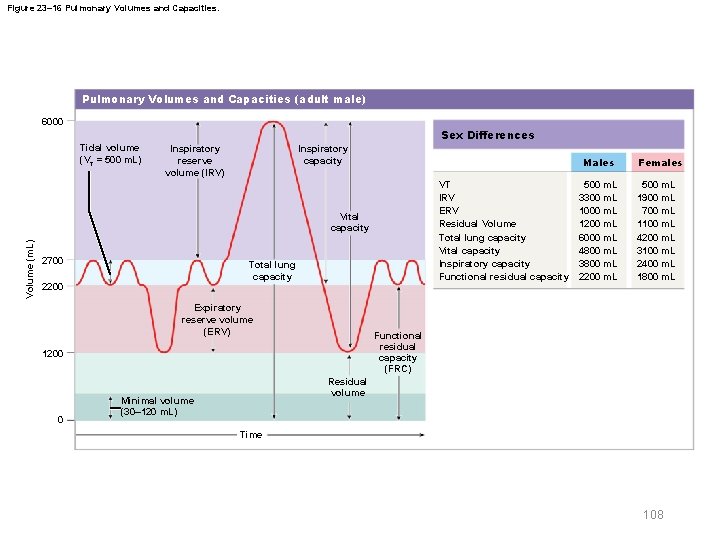 Figure 23– 16 Pulmonary Volumes and Capacities (adult male) 6000 Sex Differences Tidal volume