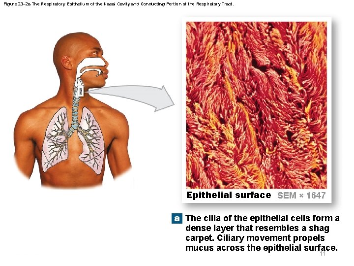 Figure 23– 2 a The Respiratory Epithelium of the Nasal Cavity and Conducting Portion