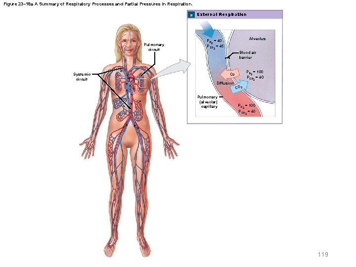 Figure 23– 18 a A Summary of Respiratory Processes and Partial Pressures in Respiration.