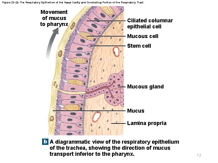 Figure 23– 2 b The Respiratory Epithelium of the Nasal Cavity and Conducting Portion