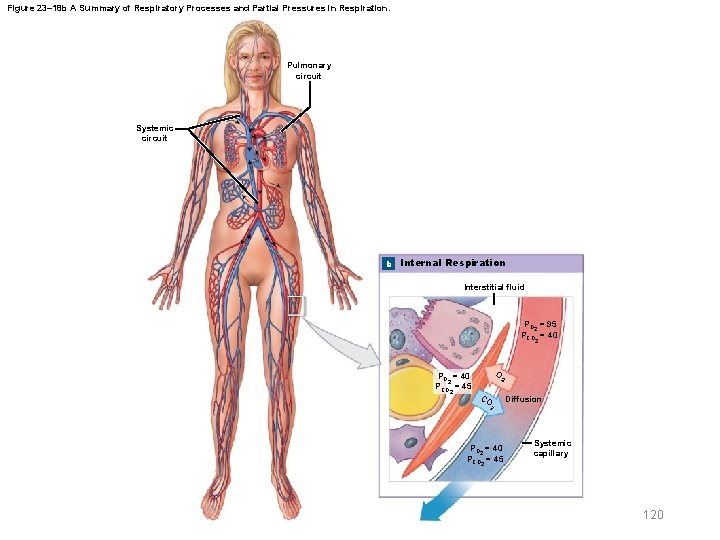 Figure 23– 18 b A Summary of Respiratory Processes and Partial Pressures in Respiration.