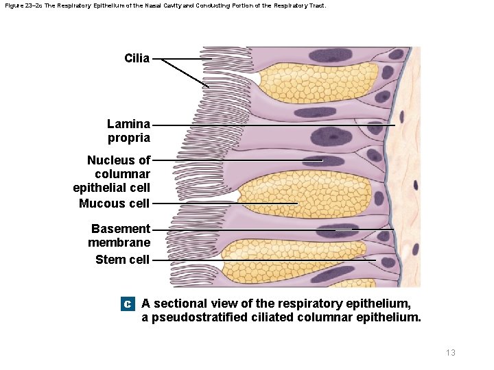 Figure 23– 2 c The Respiratory Epithelium of the Nasal Cavity and Conducting Portion