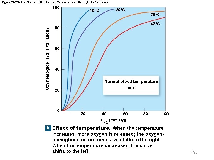 Figure 23– 20 b The Effects of Blood p. H and Temperature on Hemoglobin