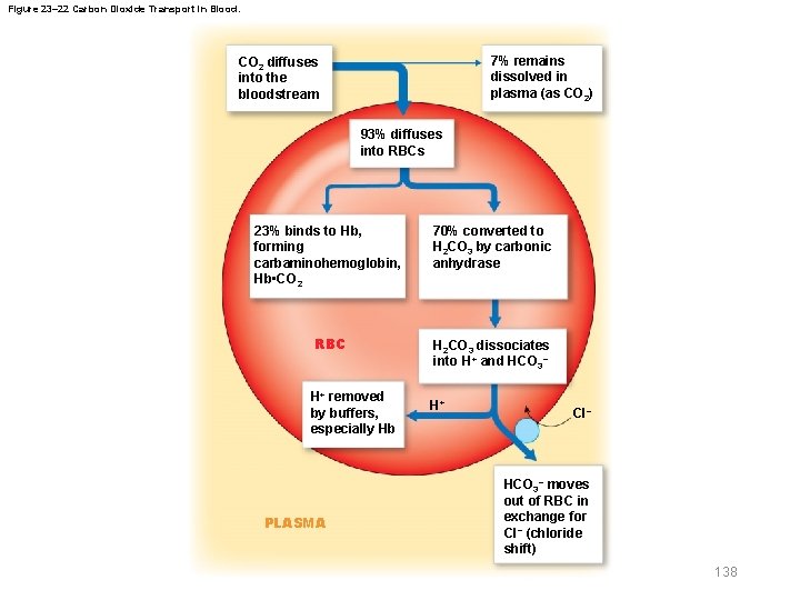 Figure 23– 22 Carbon Dioxide Transport in Blood. 7% remains dissolved in plasma (as