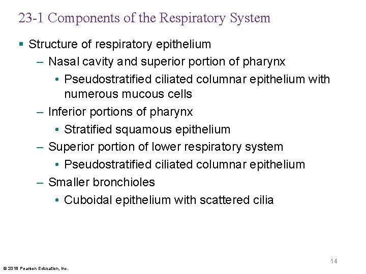 23 -1 Components of the Respiratory System § Structure of respiratory epithelium – Nasal