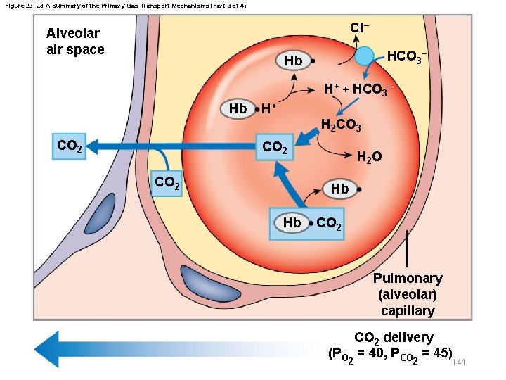 Figure 23– 23 A Summary of the Primary Gas Transport Mechanisms (Part 3 of