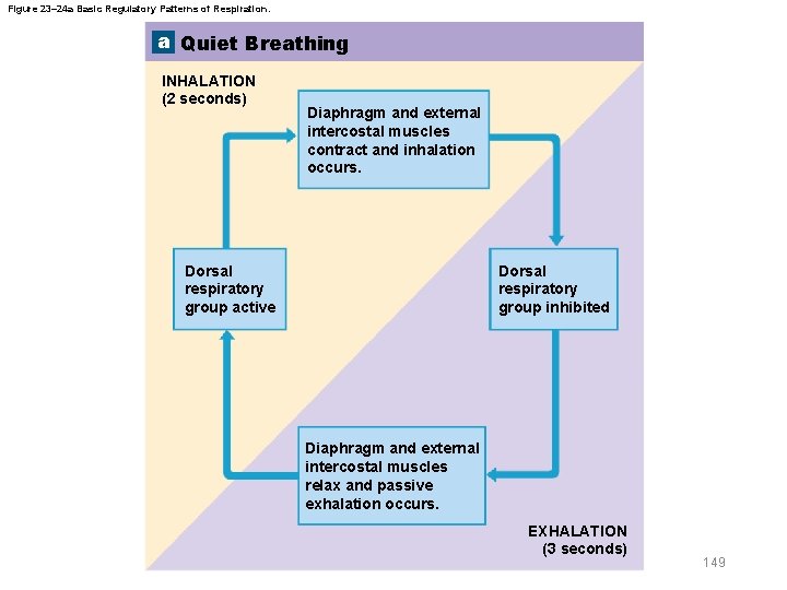 Figure 23– 24 a Basic Regulatory Patterns of Respiration. a Quiet Breathing INHALATION (2