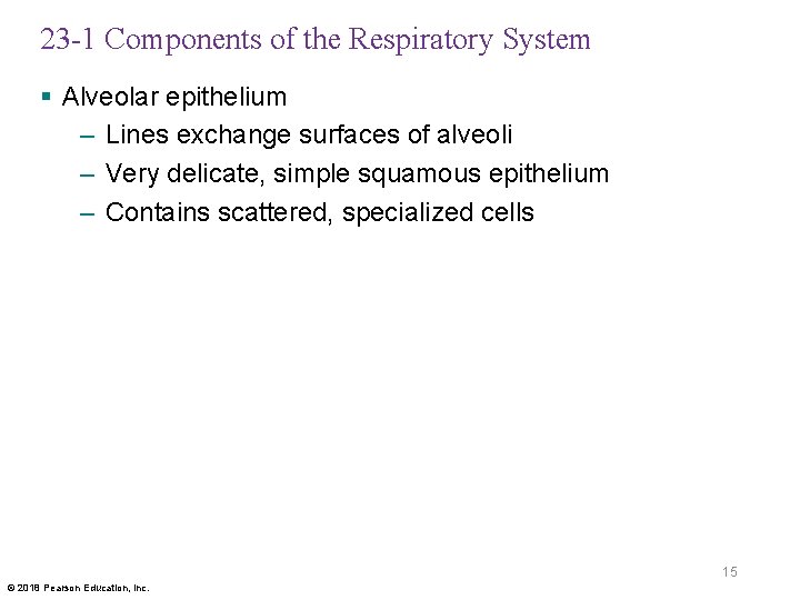 23 -1 Components of the Respiratory System § Alveolar epithelium – Lines exchange surfaces