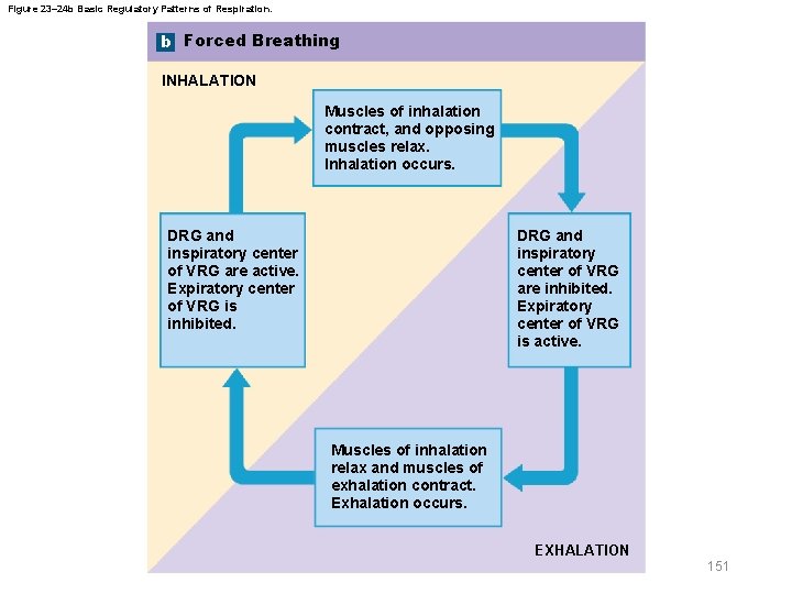 Figure 23– 24 b Basic Regulatory Patterns of Respiration. b Forced Breathing INHALATION Muscles