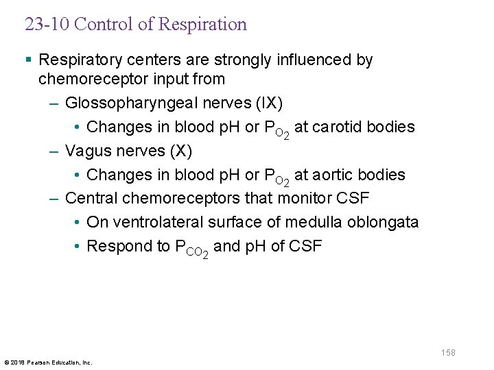 23 -10 Control of Respiration § Respiratory centers are strongly influenced by chemoreceptor input