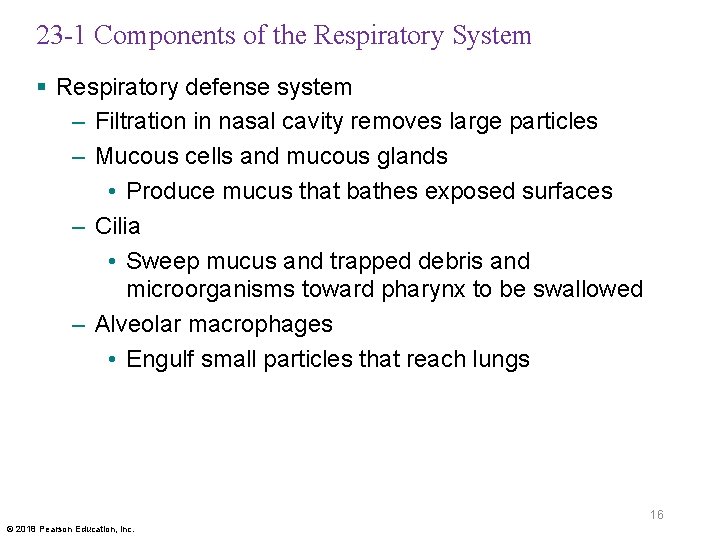 23 -1 Components of the Respiratory System § Respiratory defense system – Filtration in