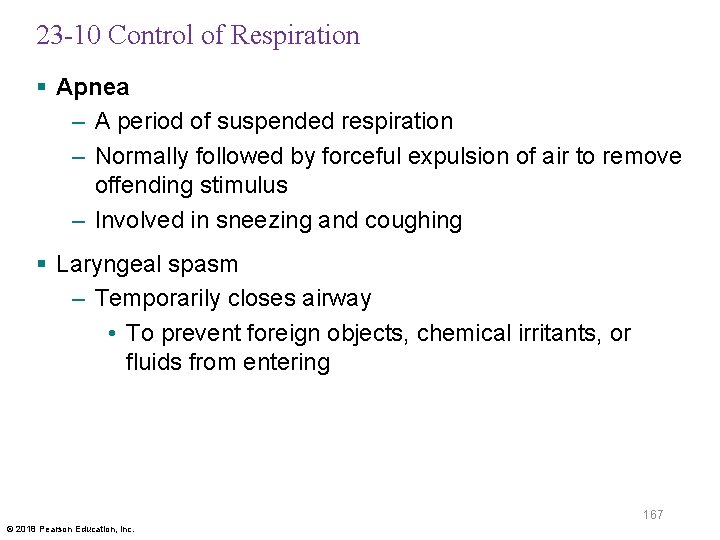 23 -10 Control of Respiration § Apnea – A period of suspended respiration –