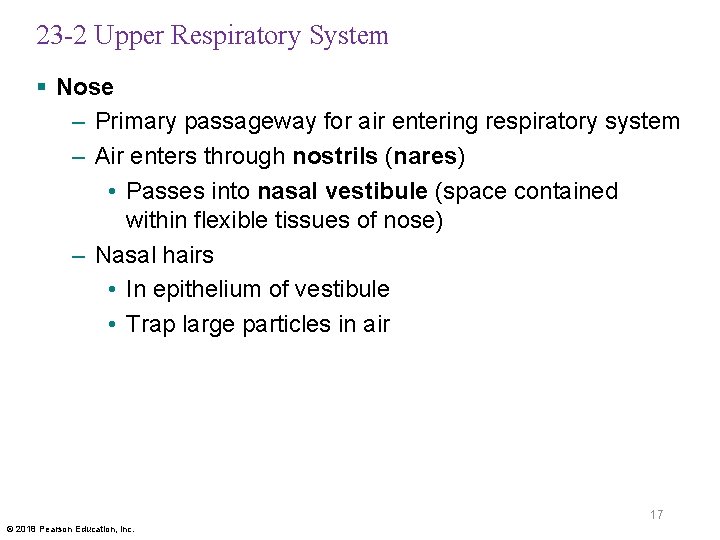 23 -2 Upper Respiratory System § Nose – Primary passageway for air entering respiratory