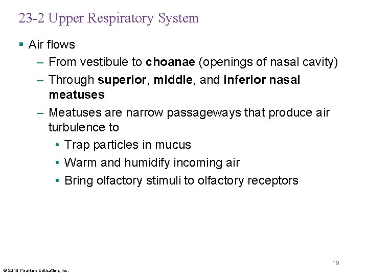 23 -2 Upper Respiratory System § Air flows – From vestibule to choanae (openings