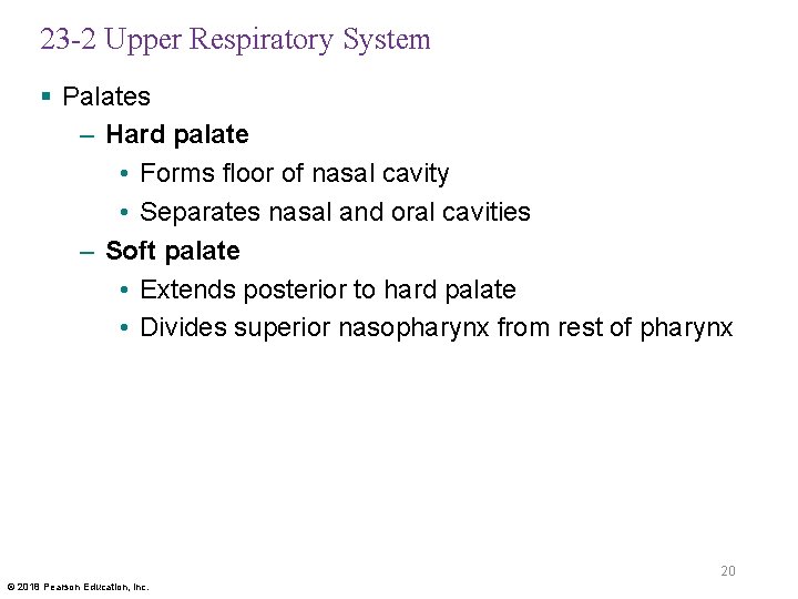 23 -2 Upper Respiratory System § Palates – Hard palate • Forms floor of