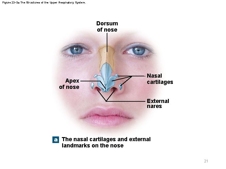 Figure 23– 3 a The Structures of the Upper Respiratory System. Dorsum of nose