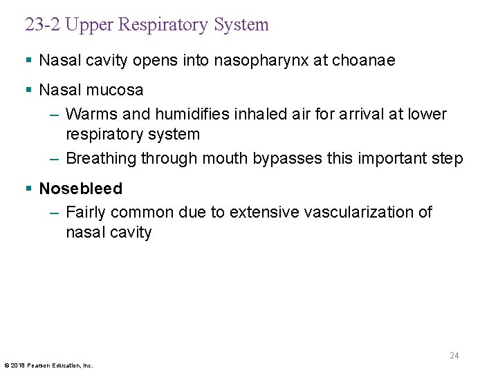 23 -2 Upper Respiratory System § Nasal cavity opens into nasopharynx at choanae §