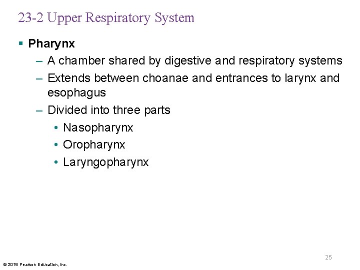 23 -2 Upper Respiratory System § Pharynx – A chamber shared by digestive and