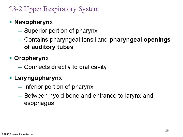 23 -2 Upper Respiratory System § Nasopharynx – Superior portion of pharynx – Contains