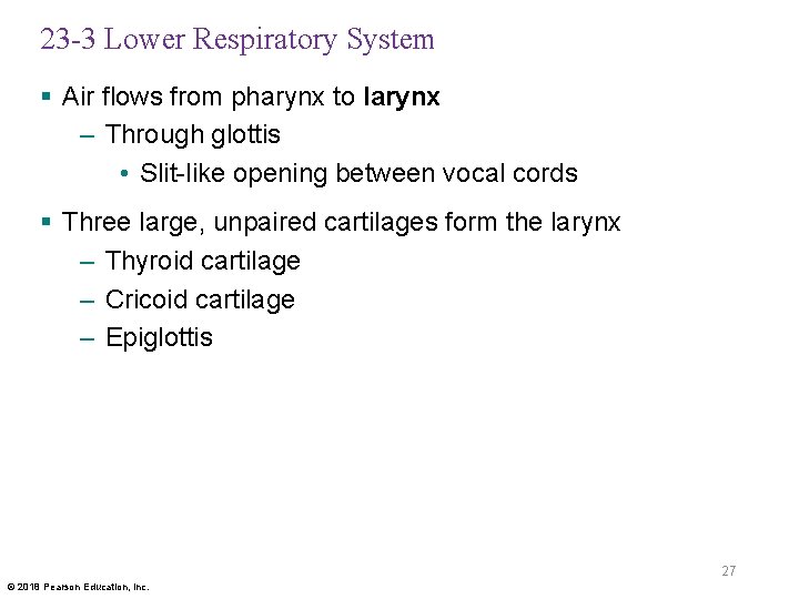 23 -3 Lower Respiratory System § Air flows from pharynx to larynx – Through