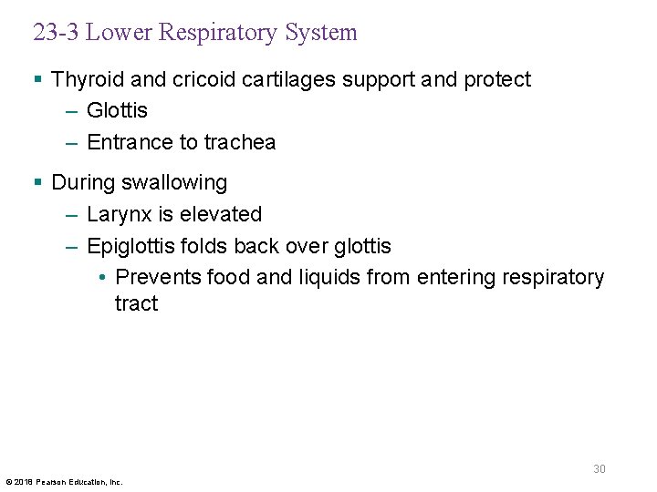 23 -3 Lower Respiratory System § Thyroid and cricoid cartilages support and protect –