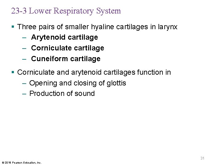 23 -3 Lower Respiratory System § Three pairs of smaller hyaline cartilages in larynx