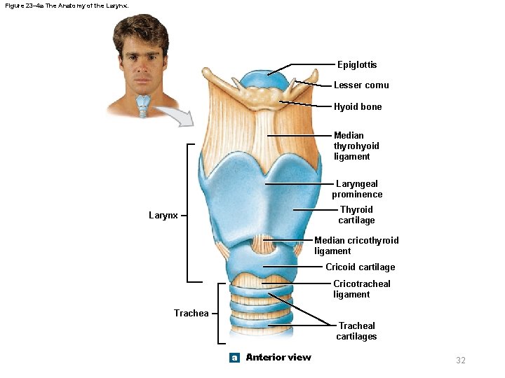 Figure 23– 4 a The Anatomy of the Larynx. Epiglottis Lesser cornu Hyoid bone