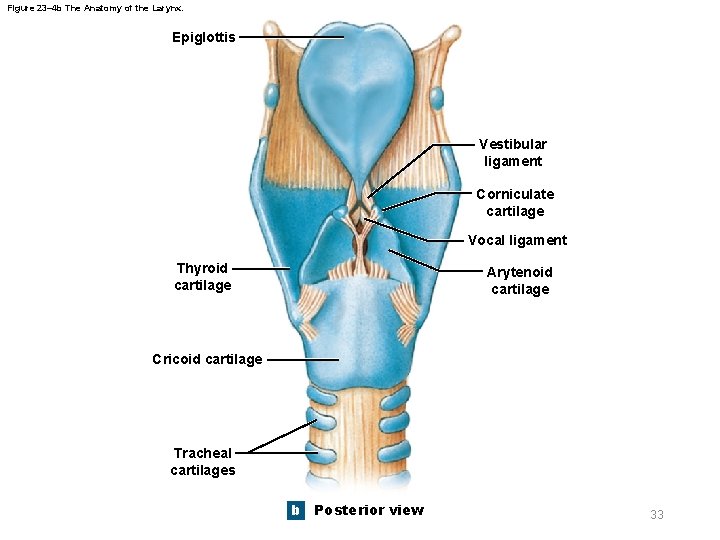 Figure 23– 4 b The Anatomy of the Larynx. Epiglottis Vestibular ligament Corniculate cartilage