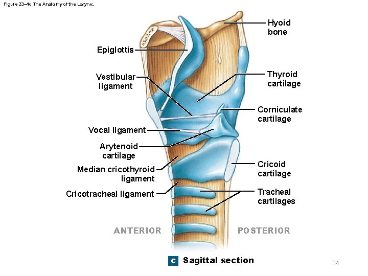 Figure 23– 4 c The Anatomy of the Larynx. Hyoid bone Epiglottis Thyroid cartilage