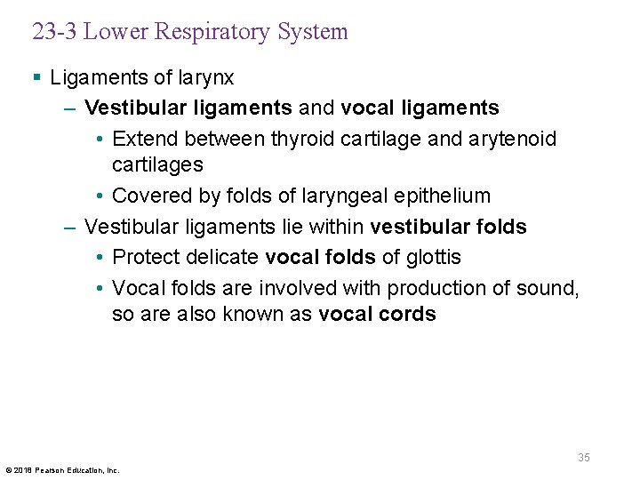 23 -3 Lower Respiratory System § Ligaments of larynx – Vestibular ligaments and vocal