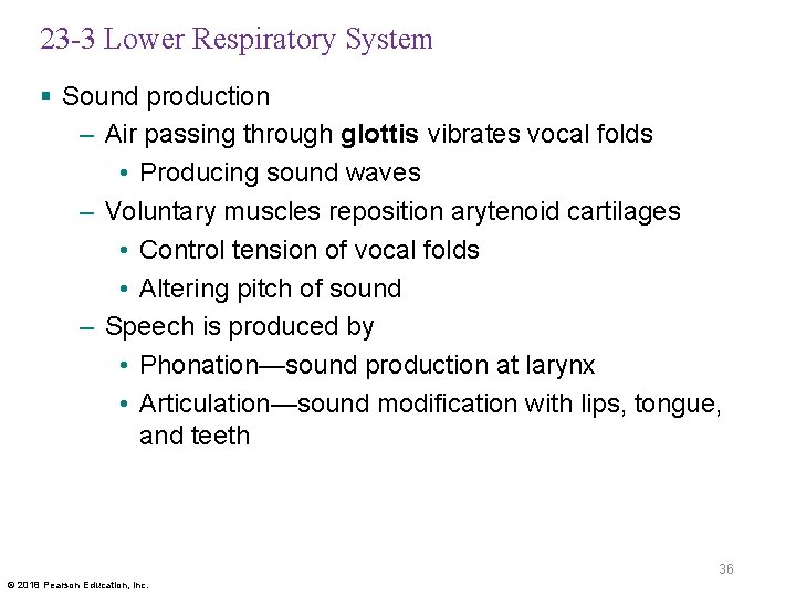 23 -3 Lower Respiratory System § Sound production – Air passing through glottis vibrates