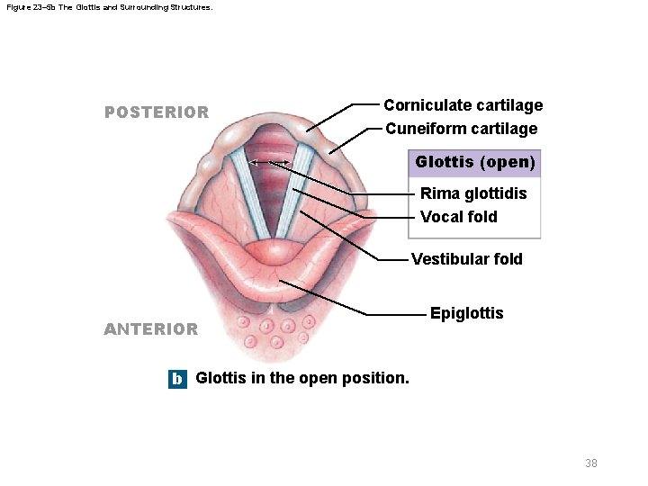 Figure 23– 5 b The Glottis and Surrounding Structures. POSTERIOR Corniculate cartilage Cuneiform cartilage