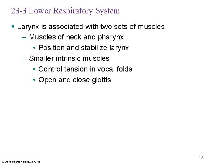 23 -3 Lower Respiratory System § Larynx is associated with two sets of muscles