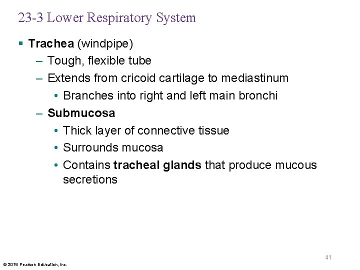 23 -3 Lower Respiratory System § Trachea (windpipe) – Tough, flexible tube – Extends