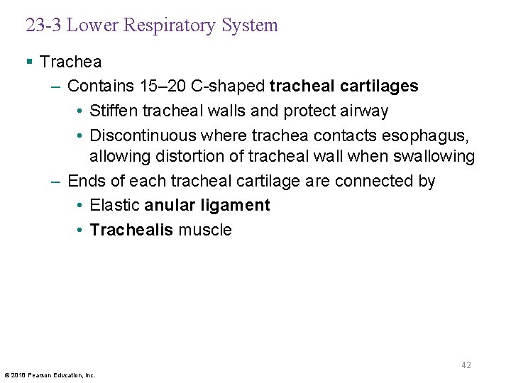 23 -3 Lower Respiratory System § Trachea – Contains 15– 20 C-shaped tracheal cartilages