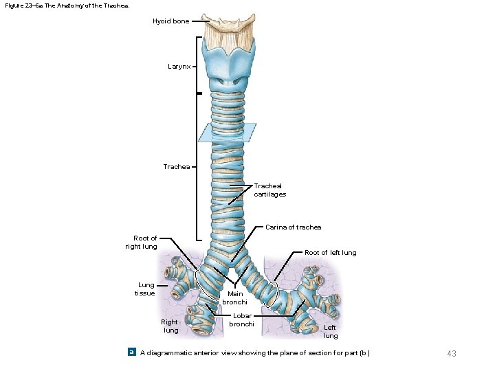 Figure 23– 6 a The Anatomy of the Trachea. Hyoid bone Larynx Tracheal cartilages