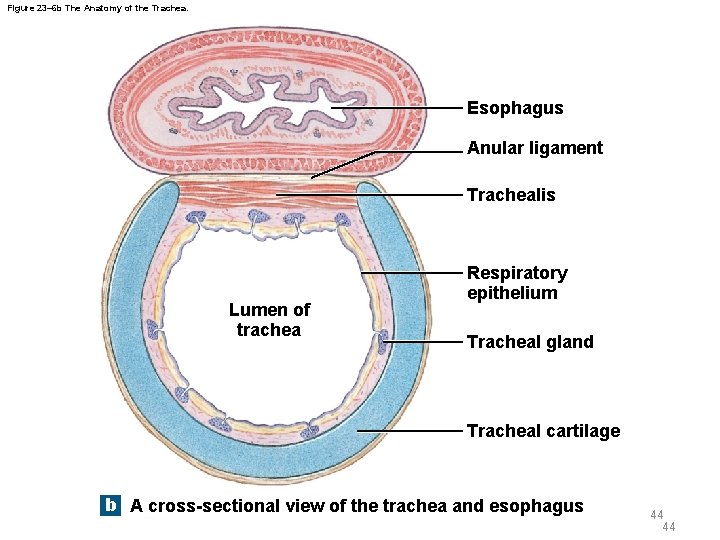 Figure 23– 6 b The Anatomy of the Trachea. Esophagus Anular ligament Trachealis Lumen