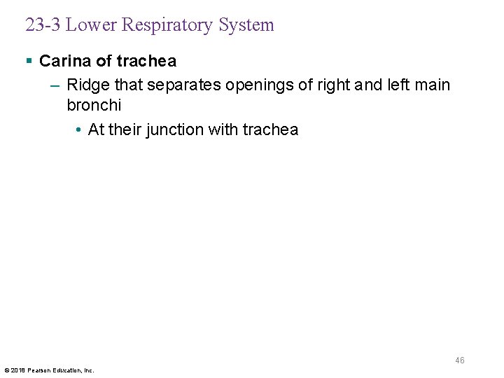 23 -3 Lower Respiratory System § Carina of trachea – Ridge that separates openings