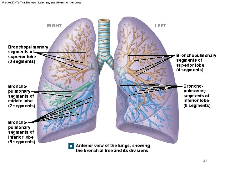 Figure 23– 7 a The Bronchi, Lobules, and Alveoli of the Lung. RIGHT LEFT