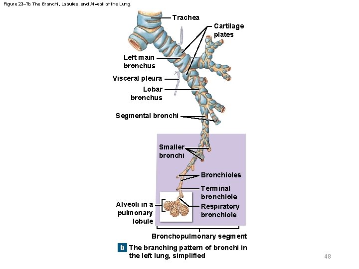 Figure 23– 7 b The Bronchi, Lobules, and Alveoli of the Lung. Trachea Cartilage