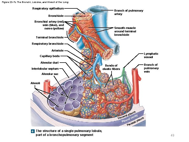 Figure 23– 7 c The Bronchi, Lobules, and Alveoli of the Lung. Respiratory epithelium