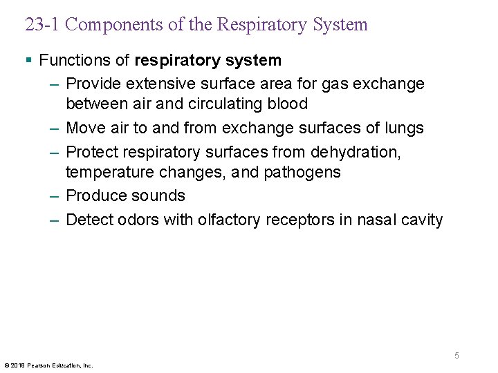 23 -1 Components of the Respiratory System § Functions of respiratory system – Provide